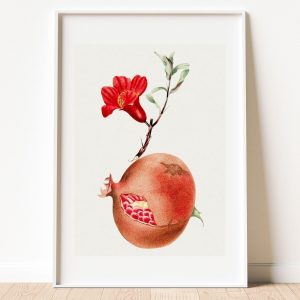 Pomegranate and Blossom Botanical Print