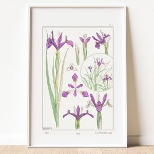 Purple White iris Boranical Print