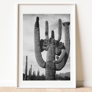 Saguaro Cactus art Print