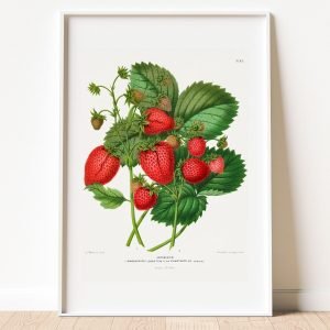 Strawberry Botanical Poster