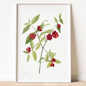 Strawberry Bush Mary Vaux Walcott Botanical Prints