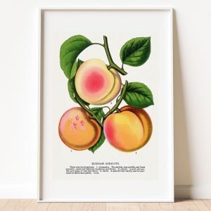 Vintage Apricot Botanical Art Print