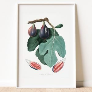 Vintage Botanical Fig Print