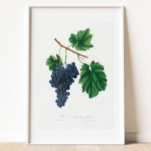 Vintage Botanical Lacrima Grapes Print