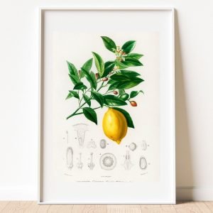 Vintage Botanical Lemon Art Print