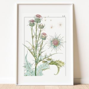 Vintage Botanical Thistle Wall Art