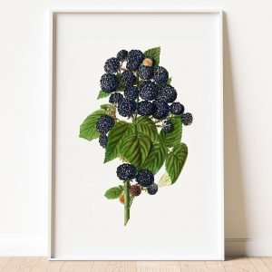 Vintage Branch of Black Raspberry Botanical Print