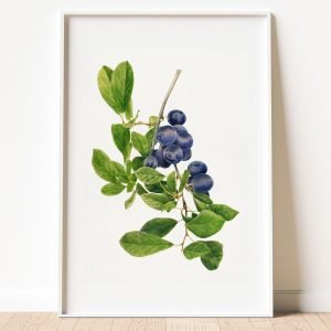 Vintage Branch of Plums Botanical Print
