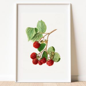 Vintage Branch of Red Raspberry Botanical Print
