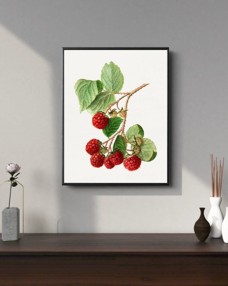 Vintage Branch of Red Raspberry Botanical art Print