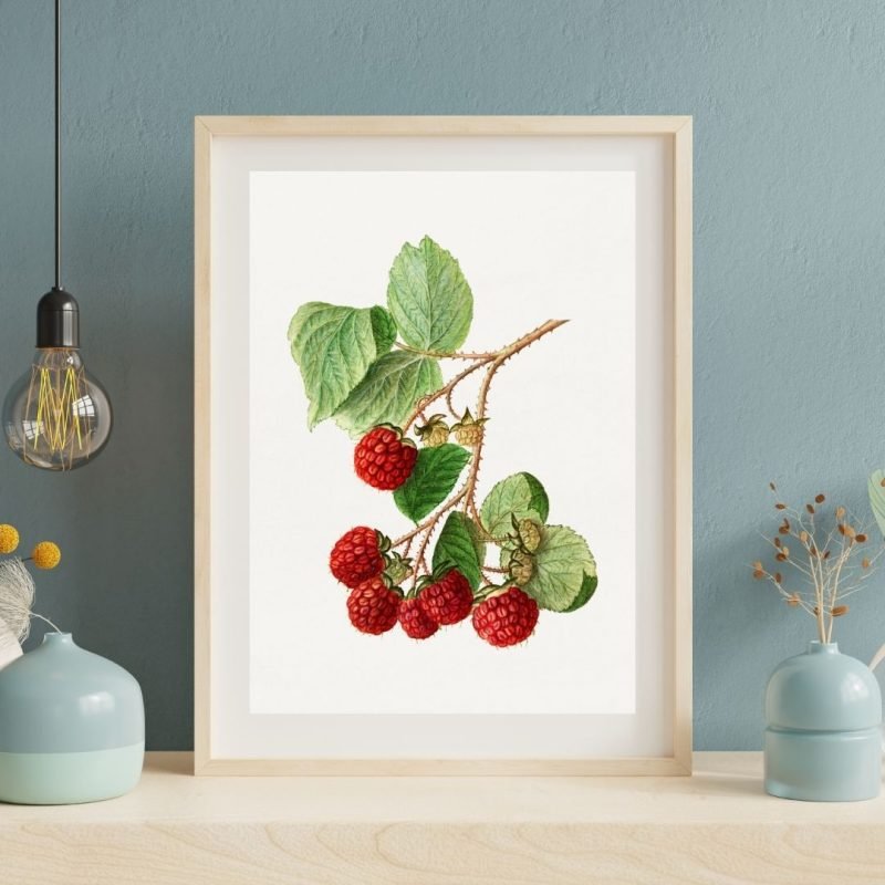 Vintage Branch of Red Raspberry Botanical framed Print