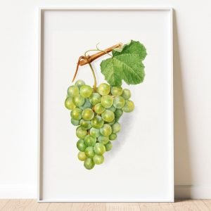 Vintage Bunch of Green Grapes Poster