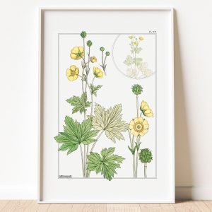 Vintage Buttercup Botanical Art Print