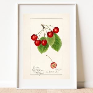 Vintage Cherry Botanical Poster
