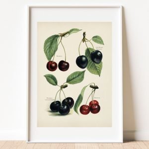 Vintage Cherry Botanical illustration Print