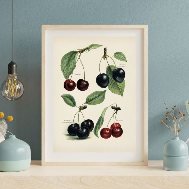 Vintage Cherry Botanical illustration framed poster Print