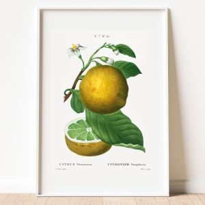 Vintage Citrus Grapefruit Botanical Print