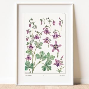 Vintage Columbine Flower Botanical Art Print