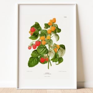 Vintage Frambozen Raspberry Botanical Print