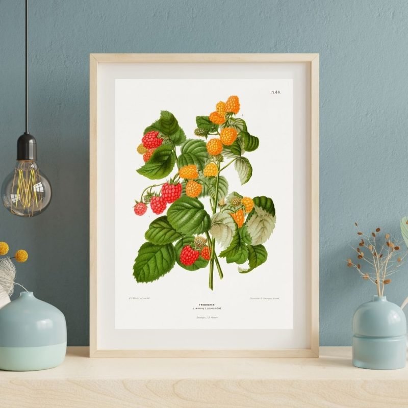Vintage Frambozen Raspberry Botanical framed Print