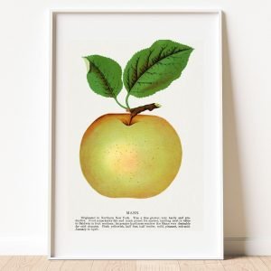 Vintage Mann Apple Poster