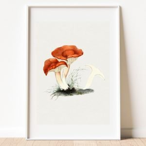 Vintage Mushroom Poster Botanical Print