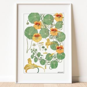 Vintage Nasturtium Botanical Art Print