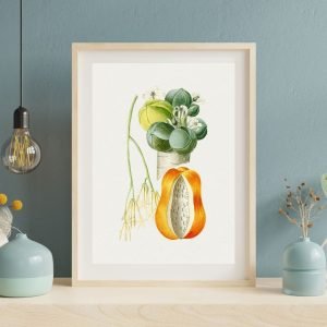 Vintage Papaya Botanical framed Art Print