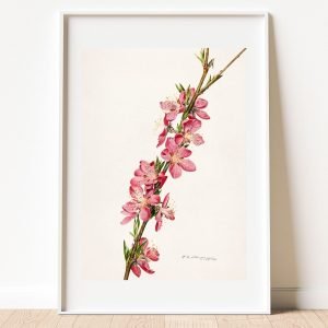 Vintage Peach Branch Art Print