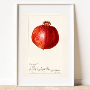 Vintage Pomegranate Botanical Poster