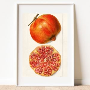 Vintage Pomegranate Fruit Botanical Print
