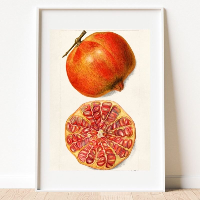 Vintage Pomegranate Fruit Botanical Print