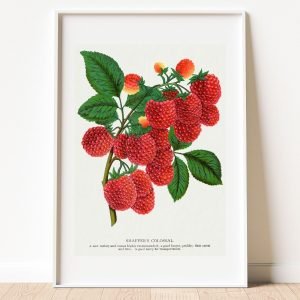 Vintage Raspberry Botanical Fruit Print