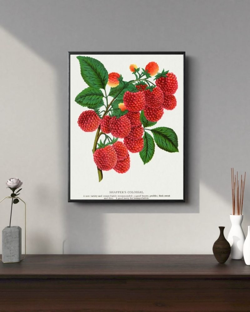Vintage Raspberry Botanical Fruit canvas Print
