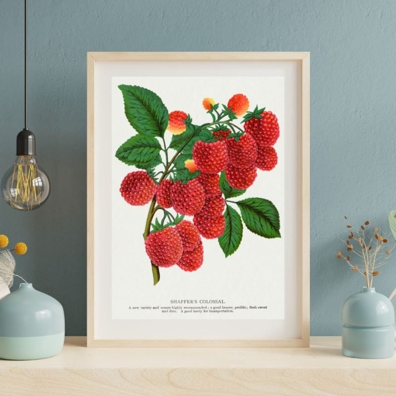 Vintage Raspberry Botanical Fruit poster Print