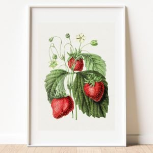 Vintage Strawberry Botanical Drawing Print