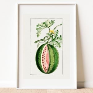 Vintage Watermelon Fruit Botanical Print