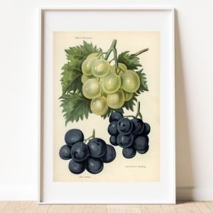 Vintage illustration of Grapes Art Print