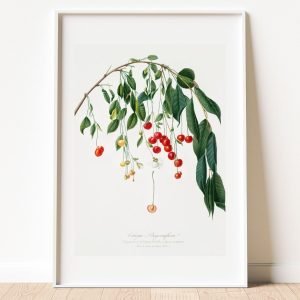 Visciola Cherries Botanical Art Print