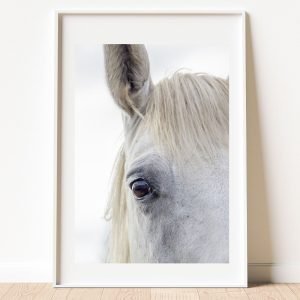 White Horse Face Close Up Print