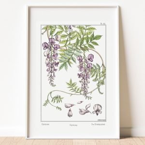 Wisteria Flower Botanical Art Print