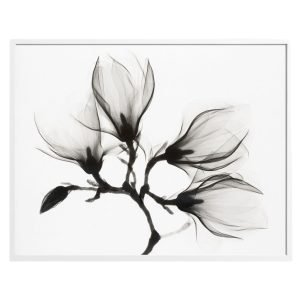 Black White Magnolia Branch Flowers Art Print