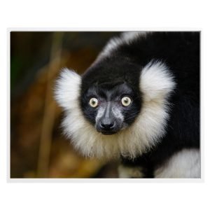 Black and White Furry Lemur