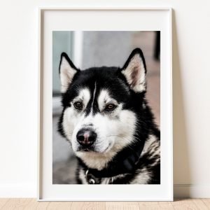 Close Up Husky Dog Print