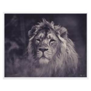 Close up Black and White Lion Print