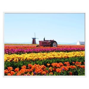 Colorful Tulip Field Print