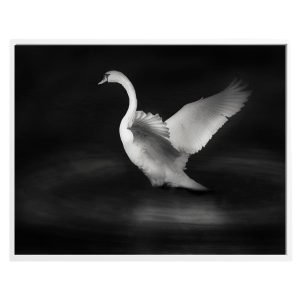 White Swan Flapping Wings Print