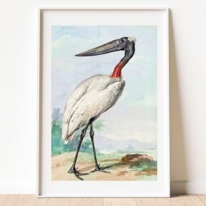 Jabiru Painting by Aert Schouman print