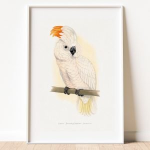 Orange Crested White Cockatoo Painting print