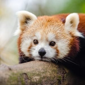 Cute Red Panda Picture Print poster canvas
